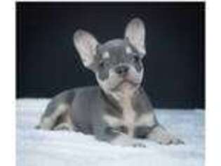 French Bulldog Puppy for sale in Loomis, CA, USA