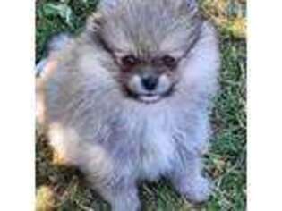 Pomeranian Puppy for sale in Woodburn, OR, USA