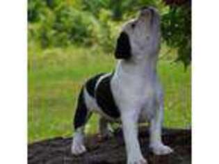Staffordshire Bull Terrier Puppy for sale in West Point, GA, USA