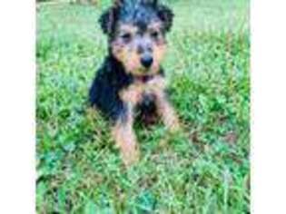 Welsh Terrier Puppy for sale in Licking, MO, USA