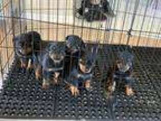 Rottweiler Puppy for sale in Cape Coral, FL, USA