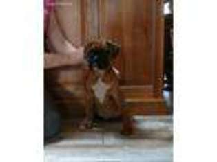 Boxer Puppy for sale in Lovington, IL, USA