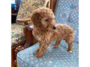 Goldendoodle Puppy for sale in Reedsburg, WI, USA