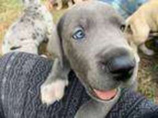 Great Dane Puppy for sale in Bloomington, IN, USA