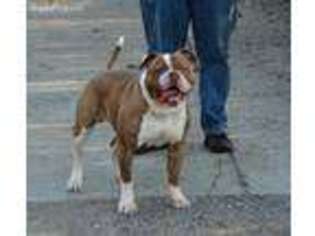 American Bulldog Puppy for sale in Adamsville, TN, USA