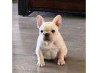 French Bulldog Puppy for sale in Walnut, CA, USA