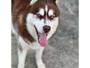 Siberian Husky Puppy for sale in Drums, PA, USA