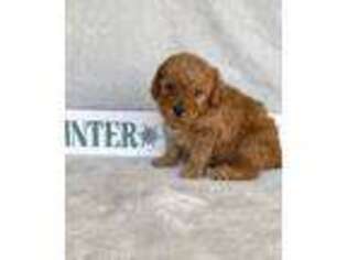 Labradoodle Puppy for sale in Camarillo, CA, USA