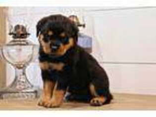 Rottweiler Puppy for sale in Tyngsboro, MA, USA