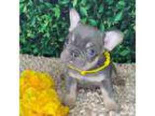 French Bulldog Puppy for sale in Wildomar, CA, USA