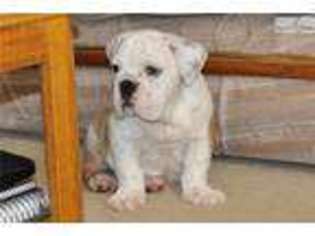 Bulldog Puppy for sale in Jackson, MS, USA