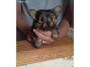 Yorkshire Terrier Puppy for sale in Hohenwald, TN, USA