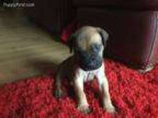Boerboel Puppy for sale in Asheville, NC, USA