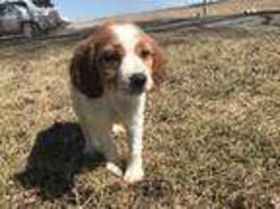 Brittany Puppy for sale in Otley, IA, USA