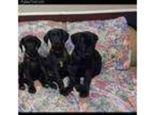 Great Dane Puppy for sale in Merrillville, IN, USA