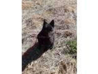Schipperke Puppy for sale in Rogers, AR, USA
