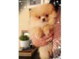 Pomeranian Puppy for sale in Pilot Hill, CA, USA