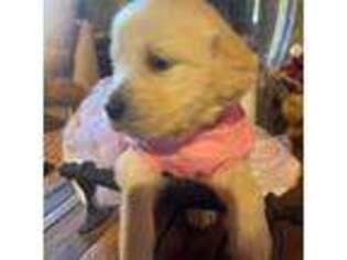 Golden Retriever Puppy for sale in Versailles, KY, USA