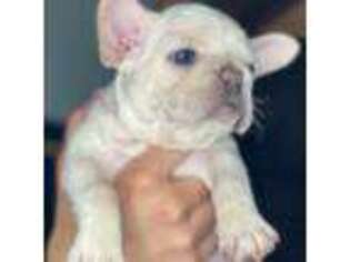 French Bulldog Puppy for sale in Fords, NJ, USA