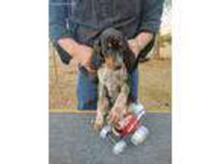 Bluetick Coonhound Puppy for sale in Bivins, TX, USA