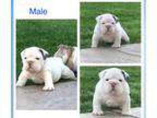 Bulldog Puppy for sale in Sparks, NV, USA
