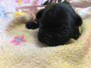 French Bulldog Puppy for sale in Angleton, TX, USA