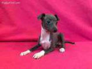 Italian Greyhound Puppy for sale in Anita, IA, USA