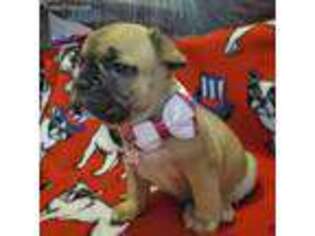 French Bulldog Puppy for sale in Fort Gratiot, MI, USA
