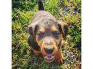 Airedale Terrier Puppy for sale in Albion, IN, USA