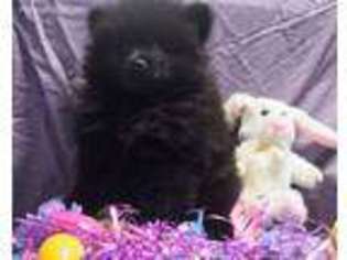 Pomeranian Puppy for sale in Pell City, AL, USA