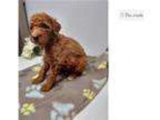 Goldendoodle Puppy for sale in Fort Wayne, IN, USA