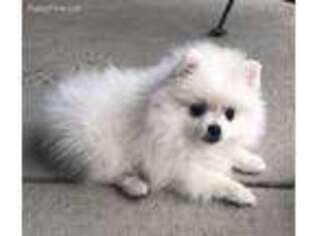 Pomeranian Puppy for sale in Reno, NV, USA