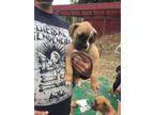 Boxer Puppy for sale in Oceanside, CA, USA
