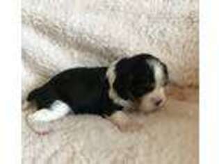 Cavalier King Charles Spaniel Puppy for sale in Paulden, AZ, USA