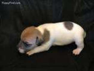 Jack Russell Terrier Puppy for sale in Elizabeth, CO, USA