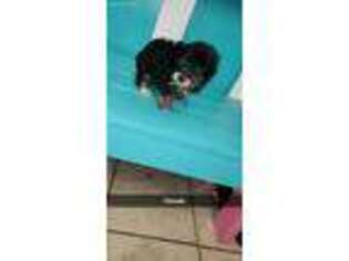 Shih-Poo Puppy for sale in Burgaw, NC, USA