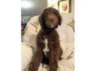 Goldendoodle Puppy for sale in Birmingham, AL, USA