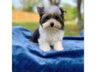 Yorkshire Terrier Puppy for sale in Houston, TX, USA