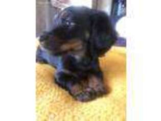 Dachshund Puppy for sale in Warsaw, OH, USA