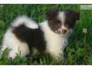 Maltipom Puppy for sale in Richmond, VA, USA