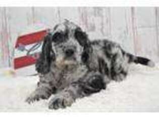 Labradoodle Puppy for sale in Kirksville, MO, USA