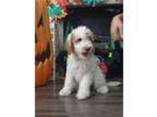 Goldendoodle Puppy for sale in Plant City, FL, USA