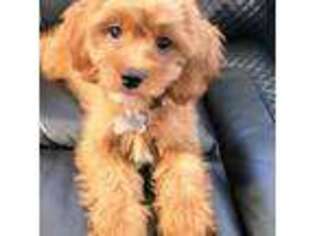 Cavalier King Charles Spaniel Puppy for sale in Colton, CA, USA