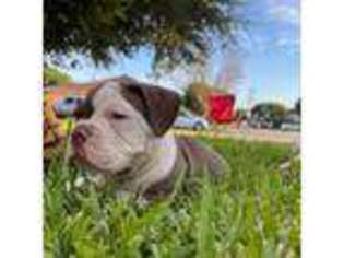 Bulldog Puppy for sale in Bridgeport, TX, USA