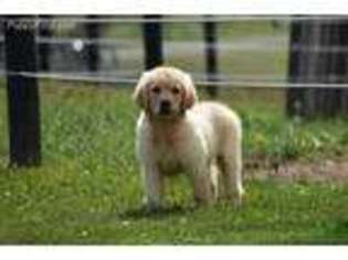 Golden Retriever Puppy for sale in Cleveland, OH, USA