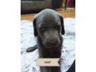 Weimaraner Puppy for sale in Bucyrus, OH, USA