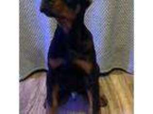 Doberman Pinscher Puppy for sale in Eau Claire, WI, USA