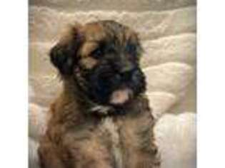 Mutt Puppy for sale in Silverton, OR, USA