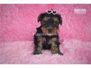 Yorkshire Terrier Puppy for sale in Tyler, TX, USA