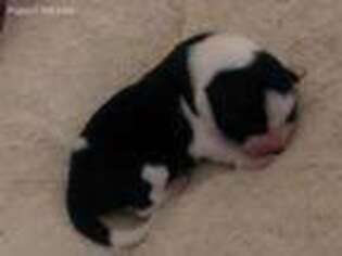 Border Collie Puppy for sale in Bellflower, CA, USA